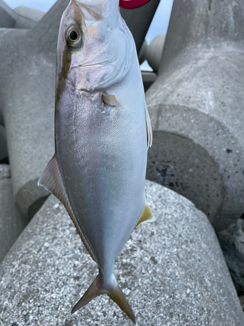 ショゴ