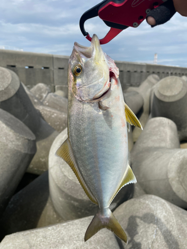 ショゴの釣果