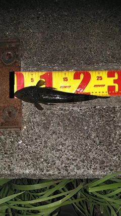 マゴチの釣果