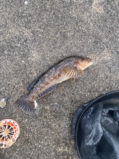 アブラコの釣果