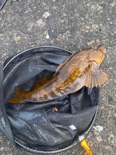 アブラコの釣果