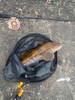 アブラコの釣果