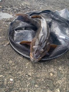 アブラコの釣果