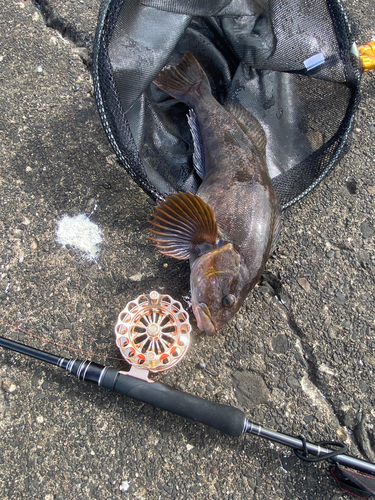 アブラコの釣果