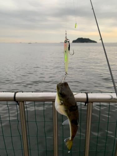 シロサバフグの釣果