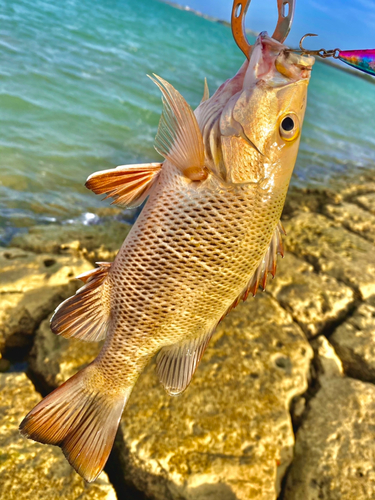 ゴマフエダイの釣果