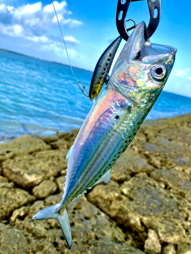 グルクマの釣果