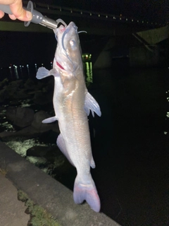 アメリカナマズの釣果