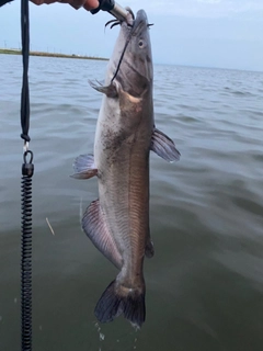 アメリカナマズの釣果