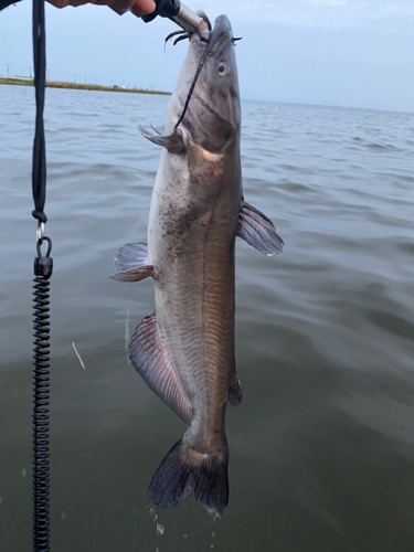 アメリカナマズの釣果