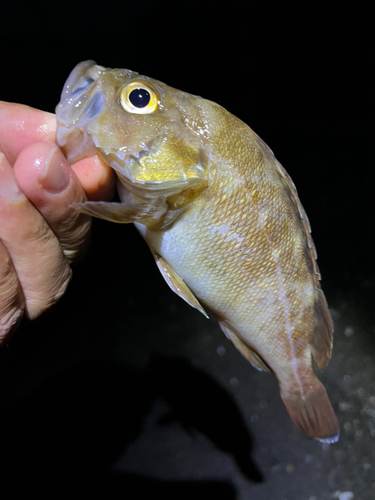 エゾメバルの釣果