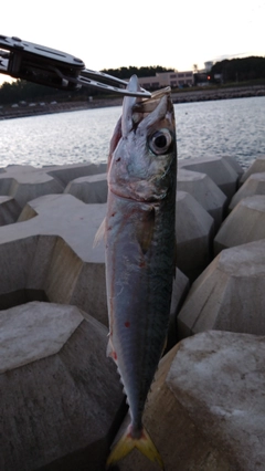 サバの釣果