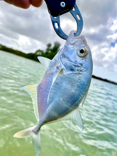 ロウニンアジの釣果