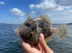 カワハギの釣果