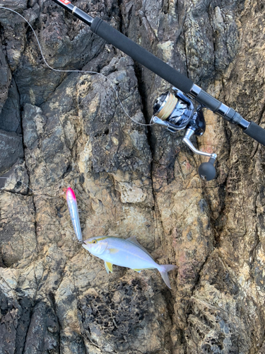 カンパチの釣果