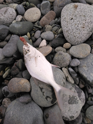 コバンアジの釣果