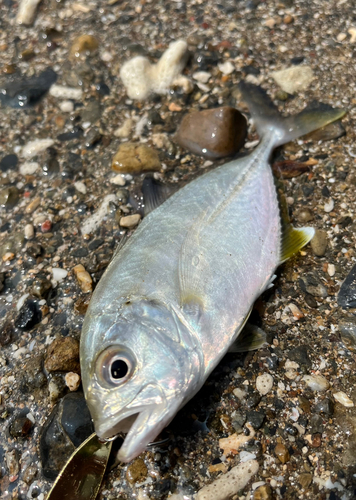 メッキの釣果