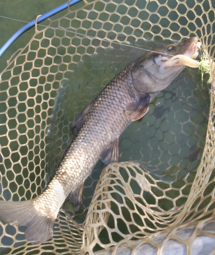 ニゴイの釣果