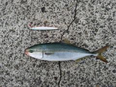 ハマチの釣果