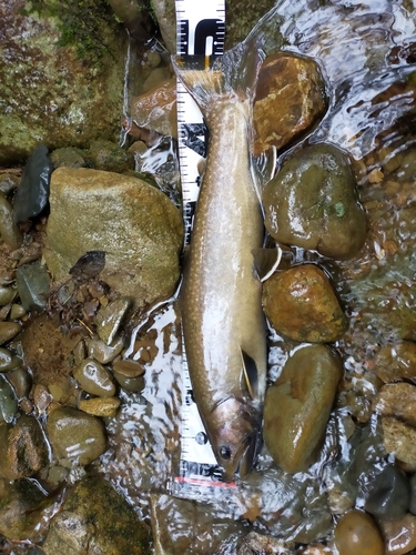 イワナの釣果