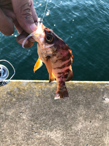 メバルの釣果