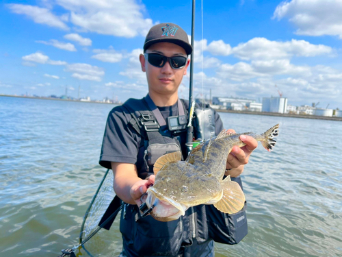 マゴチの釣果