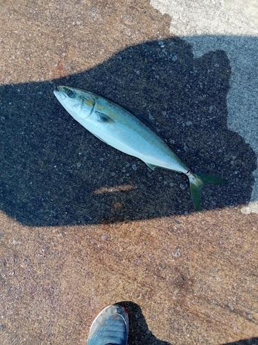 イナダの釣果