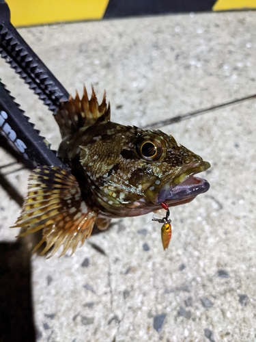 カサゴの釣果