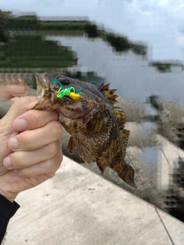 タケノコメバルの釣果