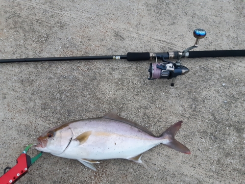 ショゴの釣果