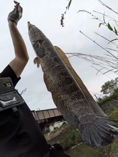 ライギョの釣果