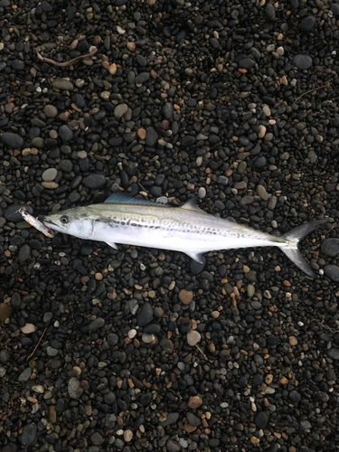 サゴシの釣果