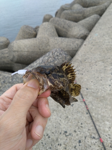 タケノコメバルの釣果