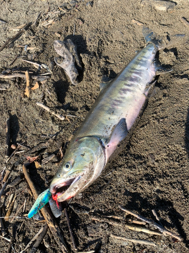 サケの釣果