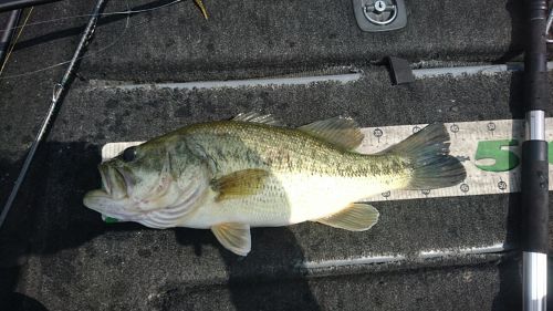 ブラックバスの釣果