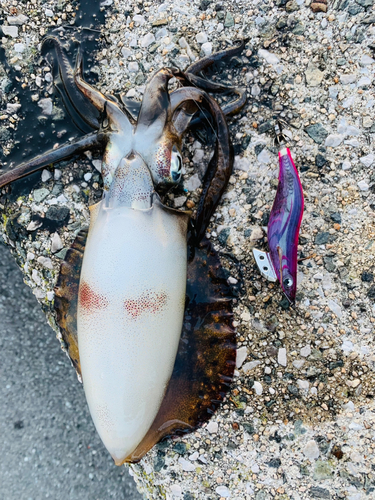 アオリイカの釣果