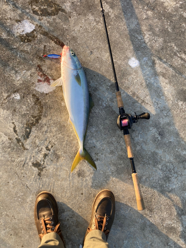 イナダの釣果