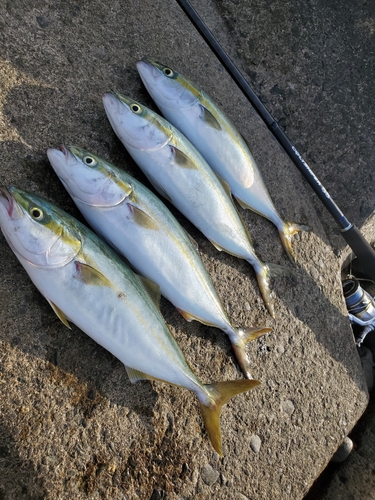 ツバイソの釣果