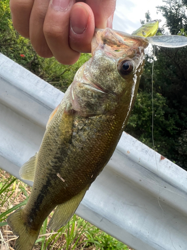 ブラックバスの釣果