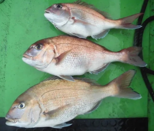 マダイの釣果