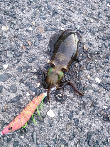 アオリイカの釣果