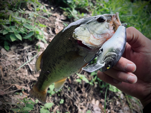 ラージマウスバスの釣果