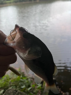 ラージマウスバスの釣果