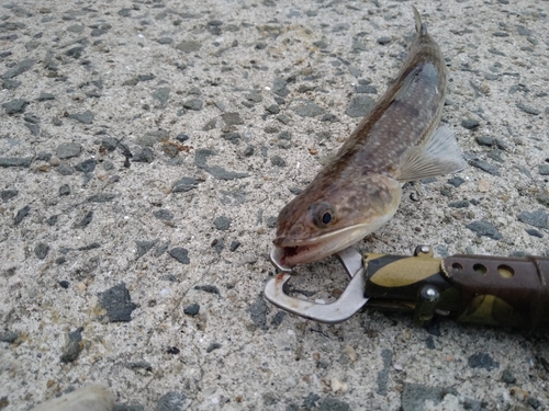 ハマチの釣果