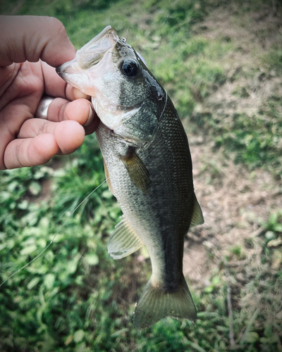 ラージマウスバスの釣果