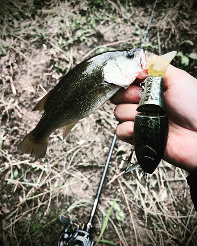 ラージマウスバスの釣果