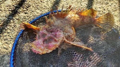 オニオコゼの釣果