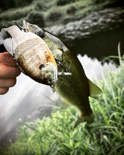 ラージマウスバスの釣果