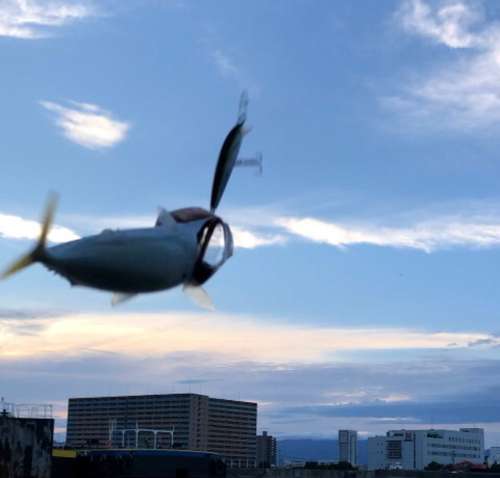 サバの釣果