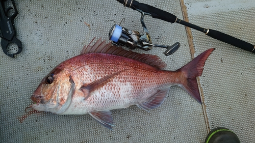 マダイの釣果